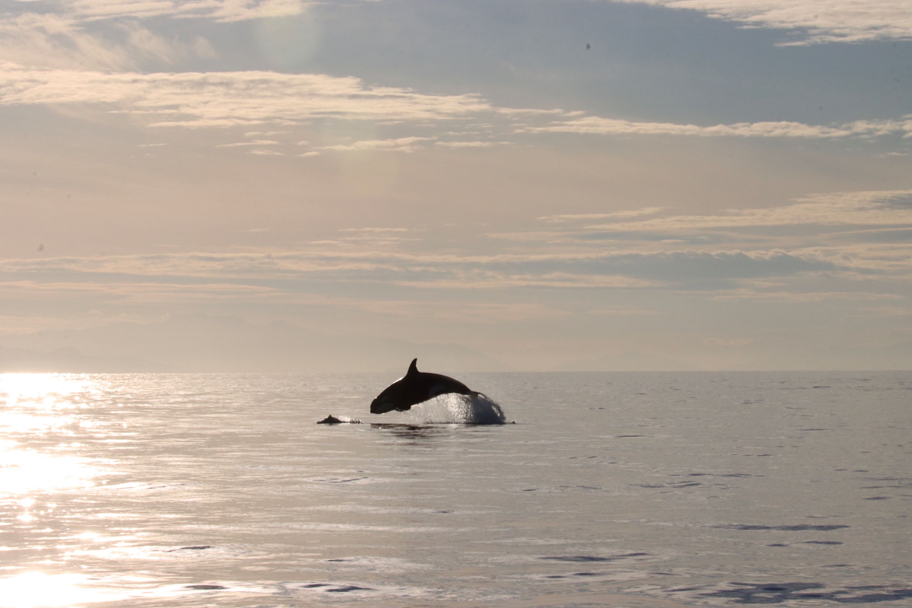 A whale jumping out of the water.