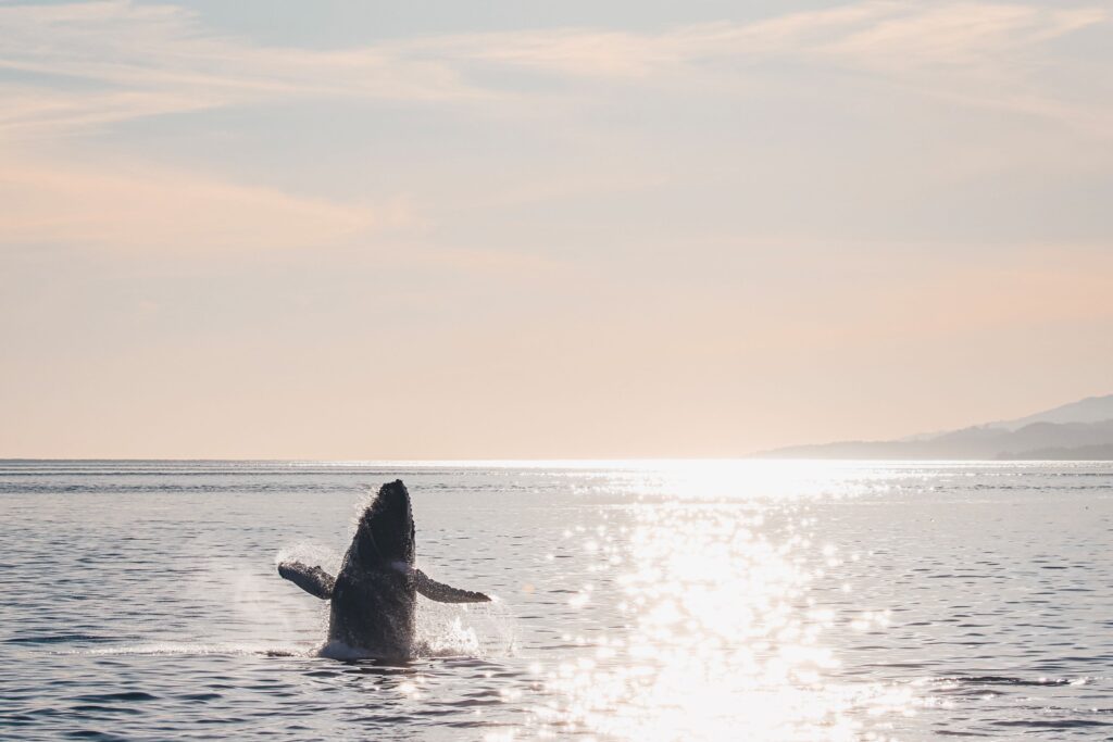 Whale emerging from the water off the coast of BC