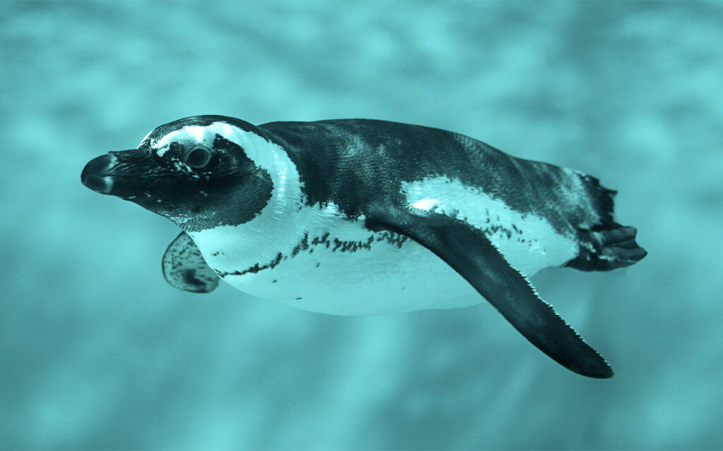 Photo of a penguin swimming at the Toronto Zoo.