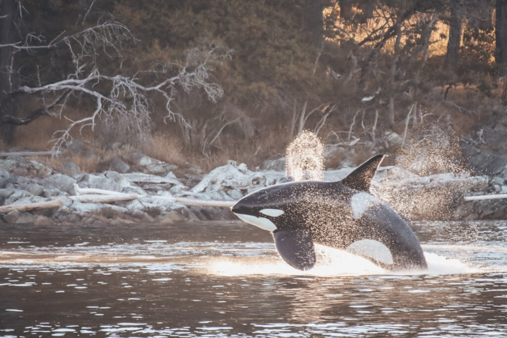 A whale sighting near Victoria.